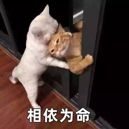 假如你对象是项目经理,请不要