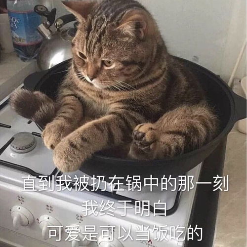 与声无关有没有姐妹教教我上台送花的事