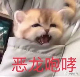 拿着铁锹的表情包猫咪