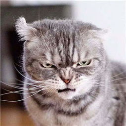 猫猫头表情包抖音