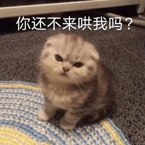 小猫咪凶巴巴表情包我不是你最爱的小猫咪了吗