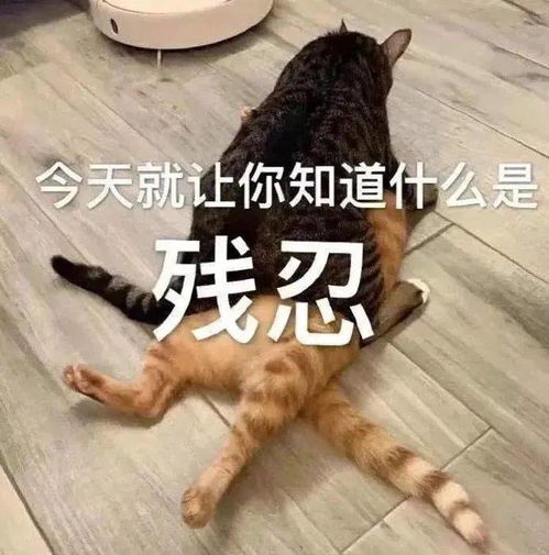 搞笑微信表情包