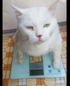 给猫咪喂食时它很高兴,但一到称体重时它的表情就变了我不胖