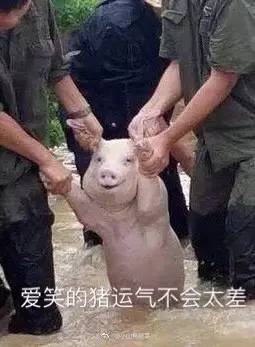 救灾中的微笑猪你们救我难道是为了表情包