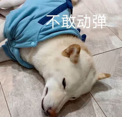 萌宠表情包不可以,人家是正经小猫咪