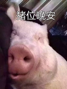 猪,好惨一动物