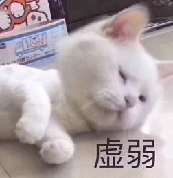 太喜欢沙雕猫狗表情包了,疯狂收图