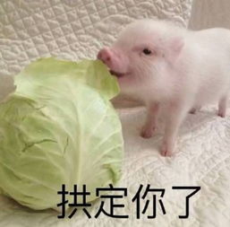 可爱猪猪表情包高清无水印下载可爱猪猪表情包高清无水印app下载可爱猪猪表情包高清无水印手机版下载