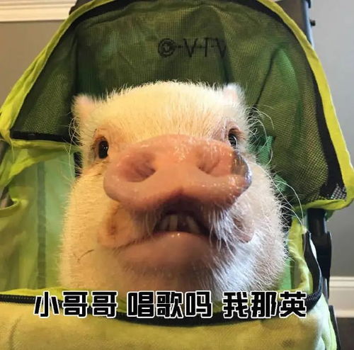 小哥哥表情包搭讪