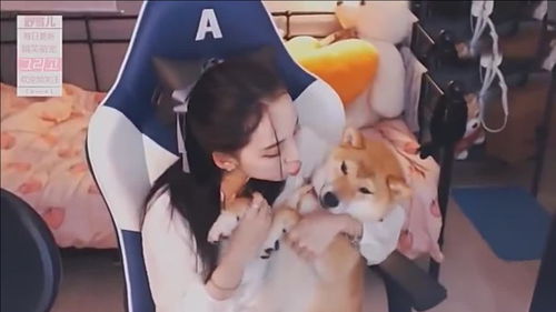 柴犬和女主播在一起时,狗狗的表情一脸嫌弃的样子,有点不情愿