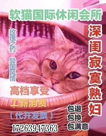 猫咪表情包,前方高萌预警
