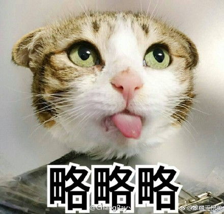 可爱动物qq表情包