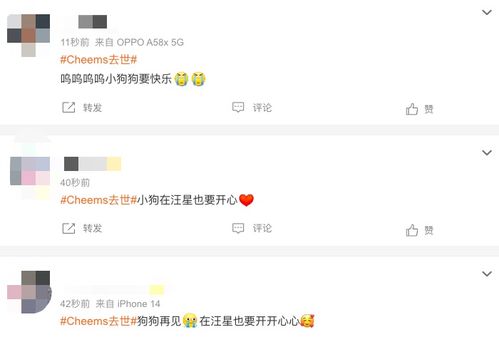 柴犬波子手术中去世,粉丝遍布全球,很多人都存过它的表情包