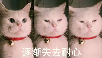 如果你家猫咪高冷,就要注意,看看自己是不是做了令猫咪讨厌的事