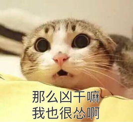 激光猫猫表情包猫咪