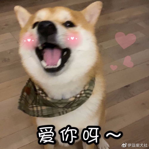 闲鱼上免费领养柴犬别再相信啦柴犬价格这么高,别再被骗