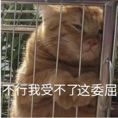 委屈的表情包无文字沙雕