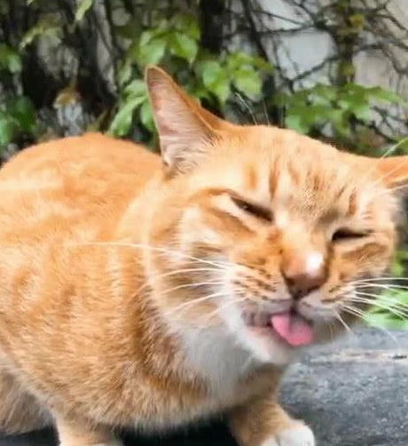 橘猫因超丑表情包爆红,奶凶奶凶的,猫铲屎的,你胆肥了