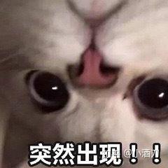 为什么一个男生总是爱发小猫的表情包
