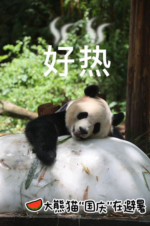 广州熊猫崽崽的满月宴,到底谁在啊