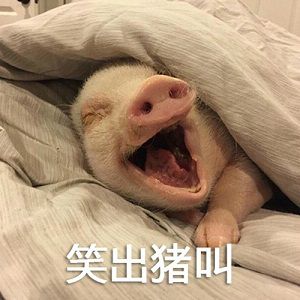小学生作文做一头猪火了,不努力就有吃喝,老师记得写作业