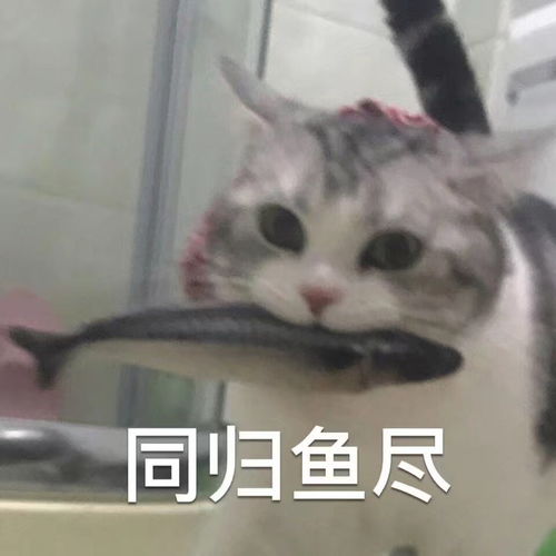 有哪些特别萌的表情包