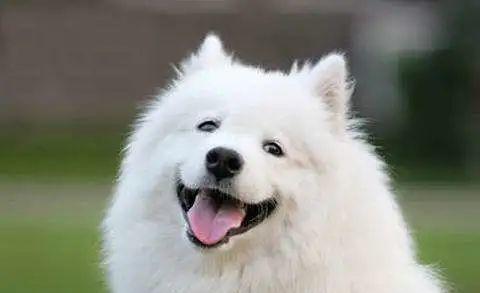 雪橇三傻谁最傻,你猜对了嘛