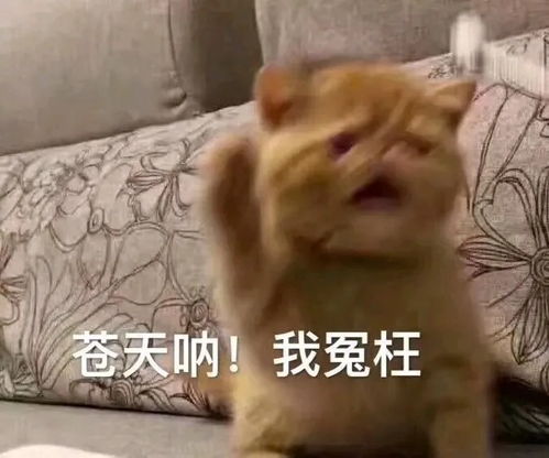 最新笑料合集,哈哈哈哈哈哈哈哈哈哈哈哈哈哈脸都笑大了