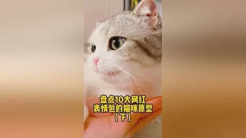 继续盘点表情包,看看top级的都有谁,小泡芙yyds