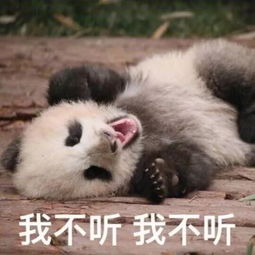 熊猫真的是集可爱蠢萌沙雕为一体的迷人生物,这就是证明