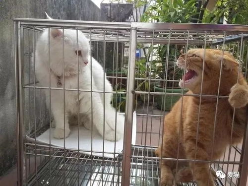 橘猫对着白猫怒吼气势十足,结果白猫一个眼神,它的反应笑死了