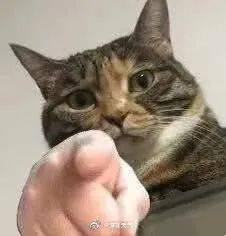好运莲莲深圳人,你的专属夏日表情包来了
