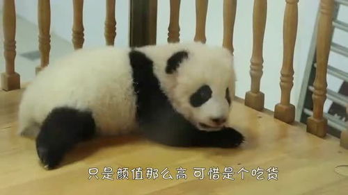 吃货熊猫上线了睡觉都在流口水,看完忍住别笑