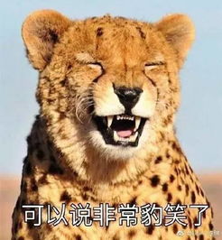 这猫,看起来很好吃的样子