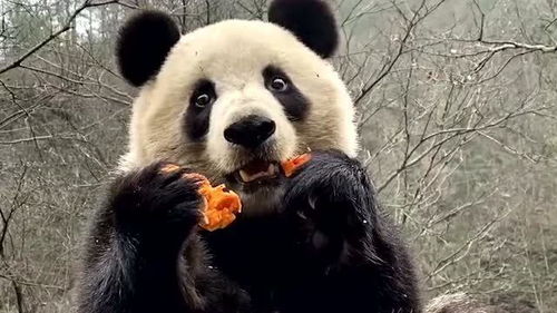 熊猫耳朵像什么比喻句熊猫有耳道吗