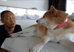你猜为什么我会有那么多表情包因为我养了一只柴犬