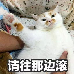 猫咪剪指甲时的各种表现,你家猫咪是哪种