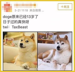 大家最喜欢的这个表情包狗狗已经13岁啦