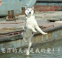 哈士奇表情大全装逼必备,拿走不谢