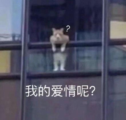 文案情人节里各位单身狗还好吗