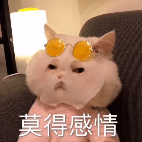 新手怎么养猫史上最全保姆级教程快给我看