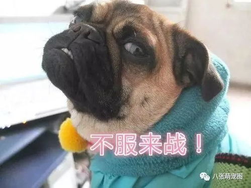 巴哥这自带魔性的狗,我根本不敢多看一眼