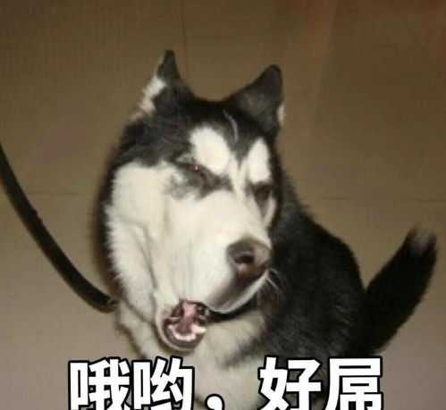 狗狗发抖的表情包狗子