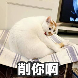 网红猫楼楼去世变小天使表情包我以后就是小天使啦