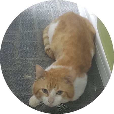 说实话,作为猫谷的猫,我真的压力很大啊