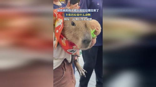 居然真的有人把卡皮巴拉溜出来了,卡皮巴拉是什么动物
