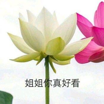 有哪些适合给长辈发的表情包