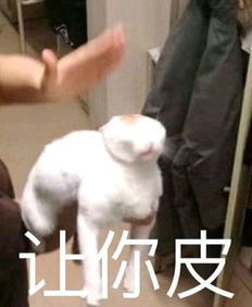 高级怼人表情包反了你了,你再嘤嘤嘤的,老子撕烂你的嘴