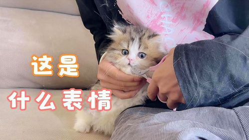 第一次给小猫咪剪指甲,看它那五味杂陈的表情,太逗了