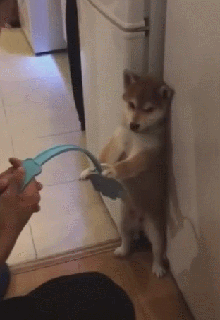 狗狗犯错怕被打,一直把东西挡住,害怕被打的表情太逗